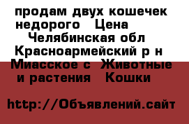 продам двух кошечек недорого › Цена ­ 300 - Челябинская обл., Красноармейский р-н, Миасское с. Животные и растения » Кошки   